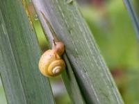 Bänderschnecke Jungtier